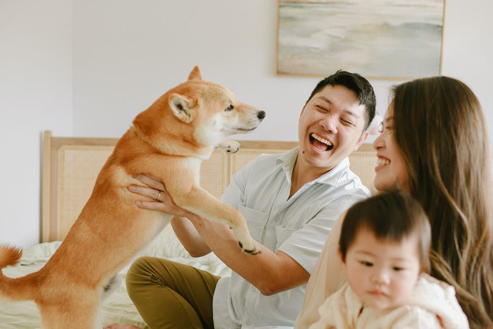 A playful Shiba Inu dog jumps up while a family laughs together on their couch.