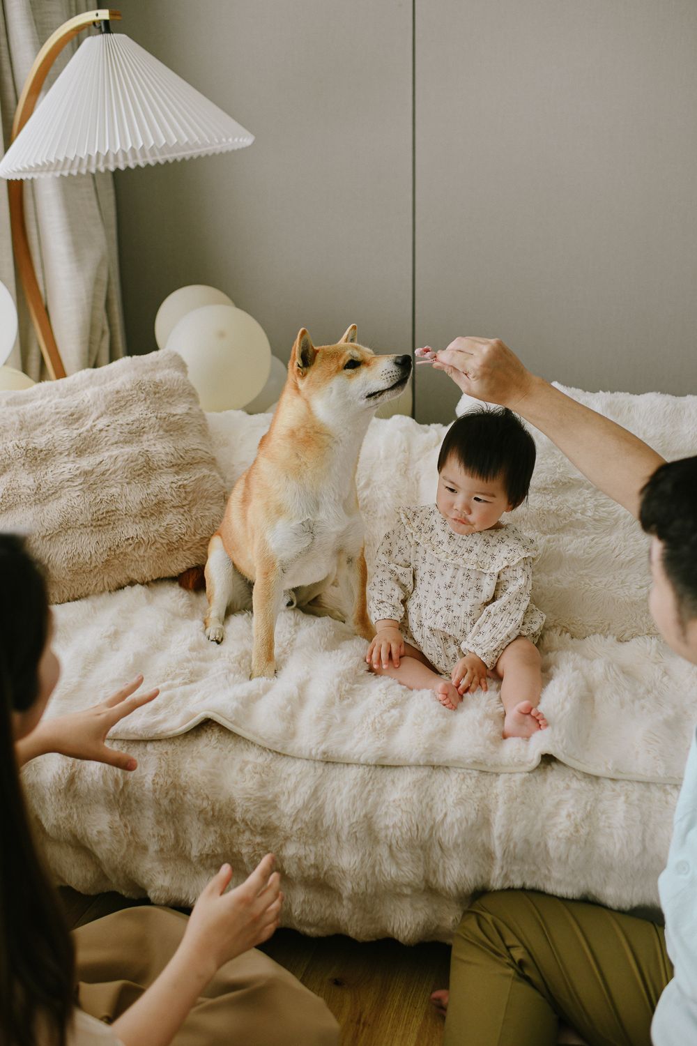 A Shiba Inu dog sits alert on a couch during family playtime.