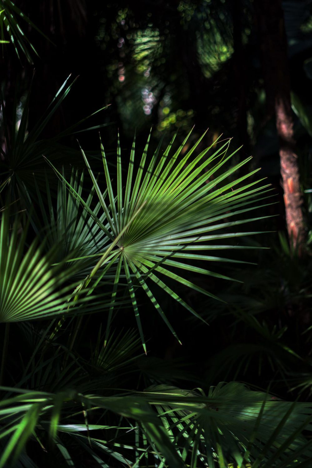 Palm fronds creating dramatic shadows and patterns in natural lighting.