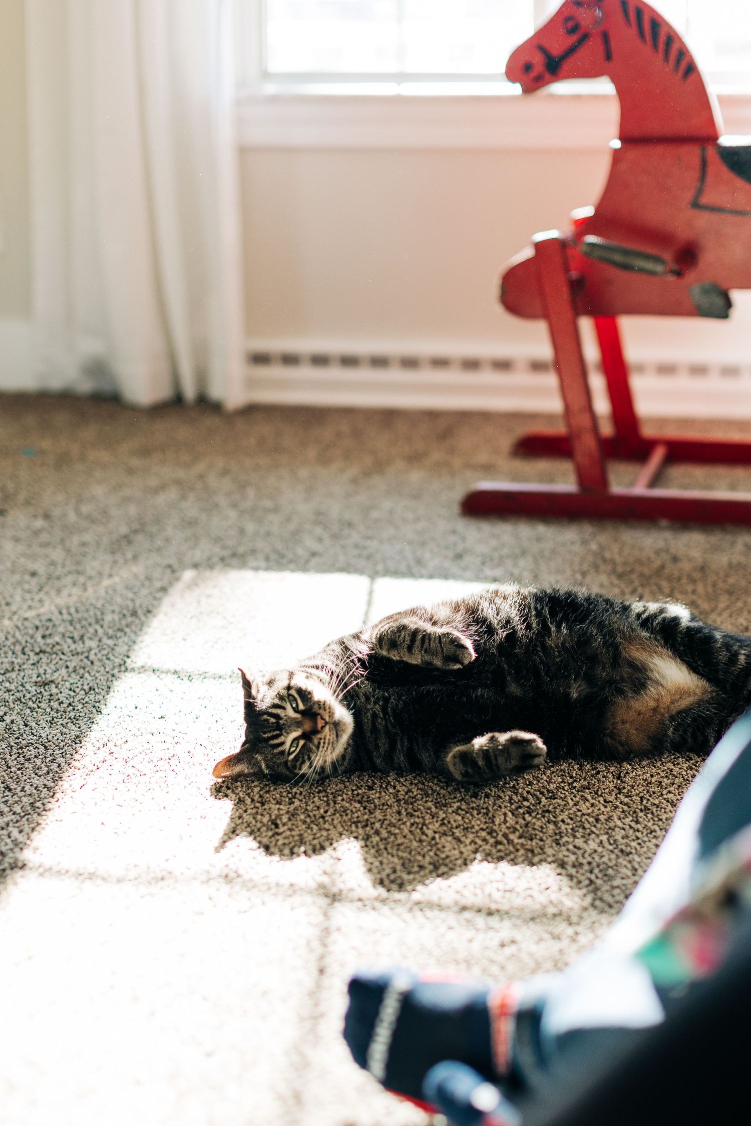 Cat lying in a sunlit spot on carpet near red rocking horse toy.