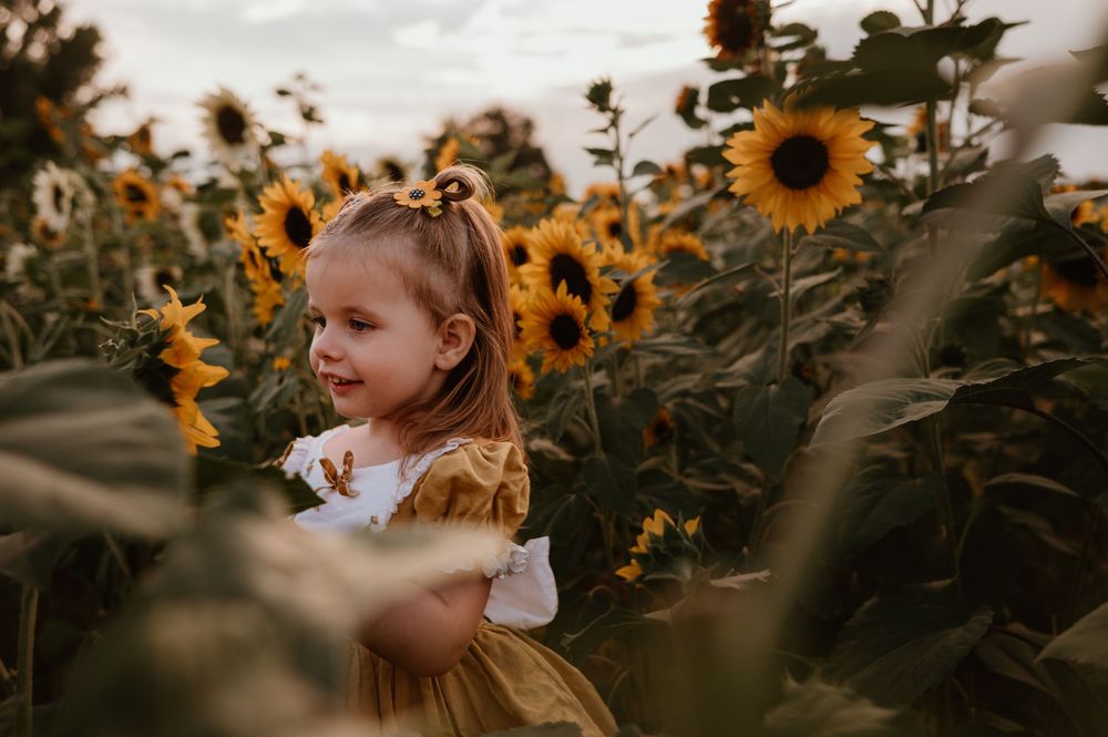 A young person explores a vibrant sunflower field at sunset, reaching out to touch the bright yellow blooms.