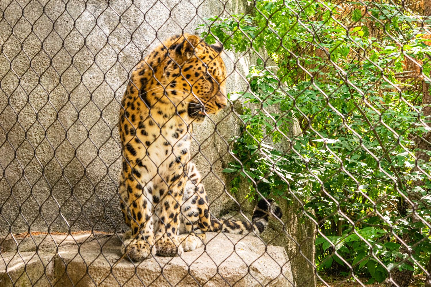Leopard sitting next to green plants behind a wire mesh fence in a wildlife enclosure.
