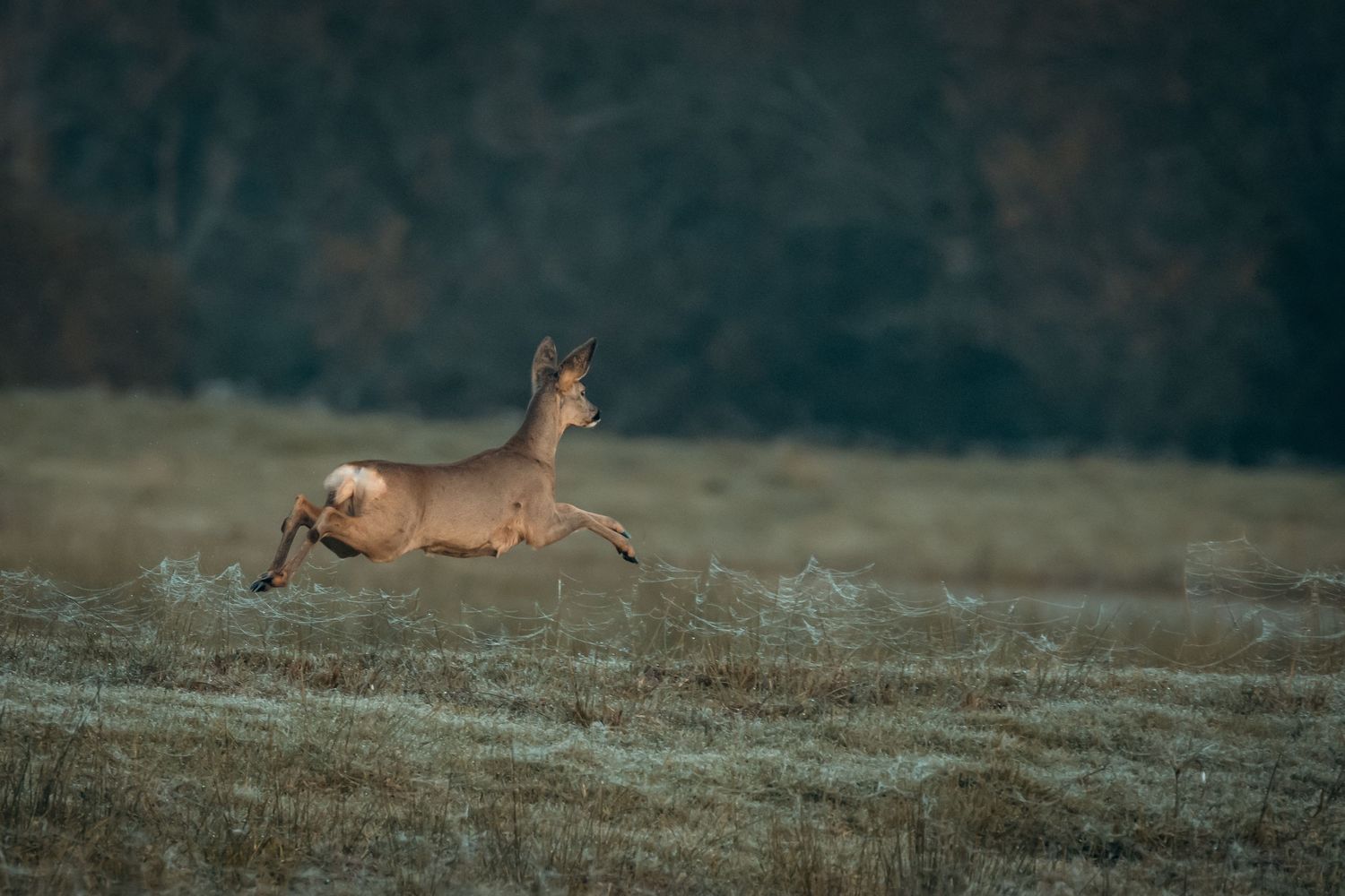 Chevreuil en plein saut. Photo réalisée par Scènes de Chass'