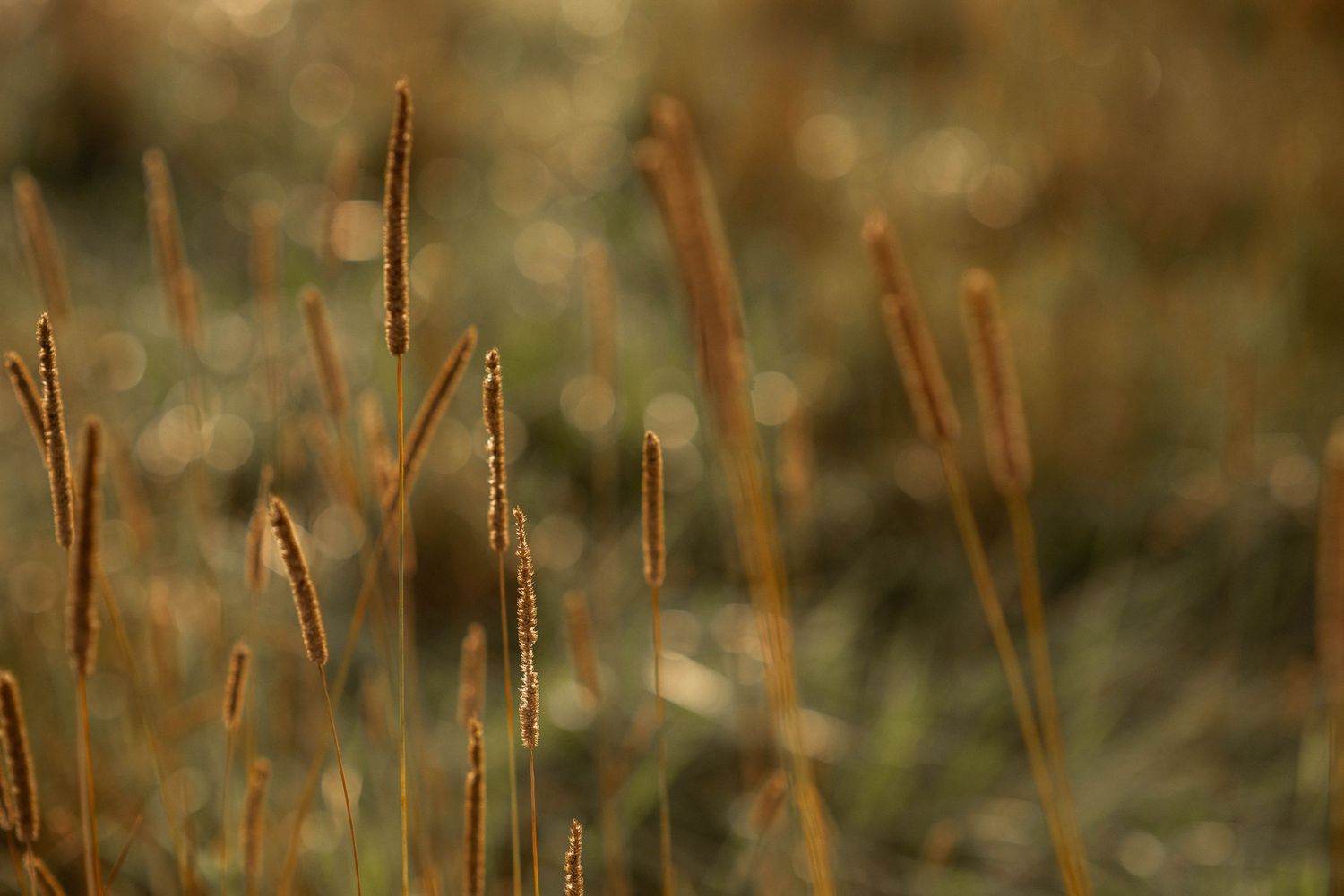Brown dried grass stems in soft focus against a blurred natural background.