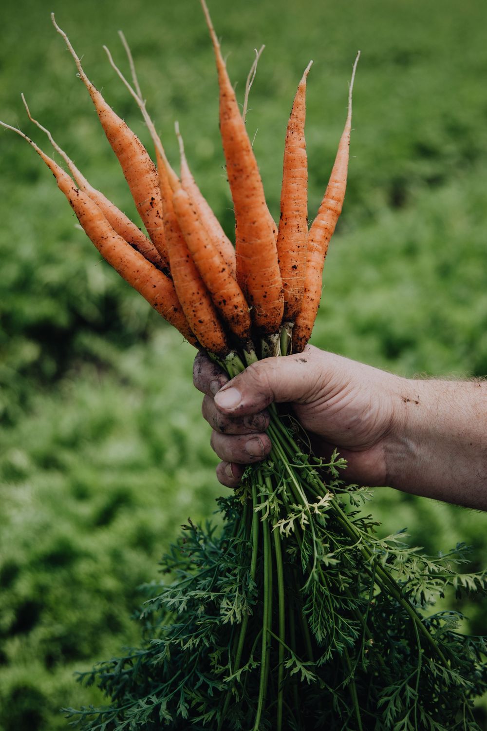 Agricultural Photography