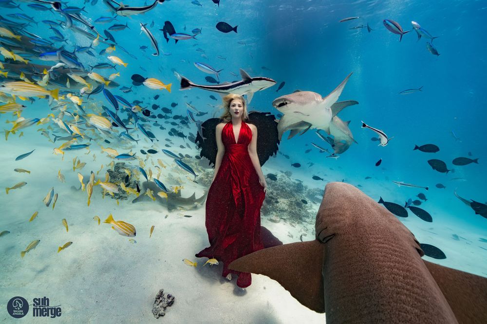 Underwater photography featuring red dress and circling sharks in crystal clear waters.