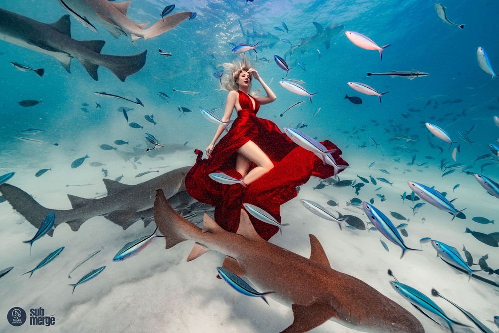 A dramatic underwater scene shows a flowing red dress amidst multiple sharks in clear blue ocean waters.