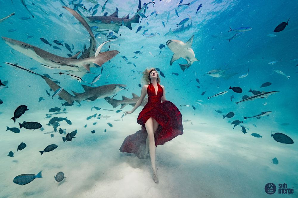 A mesmerizing underwater scene shows a red dress floating among sharks and fish in crystal clear waters.