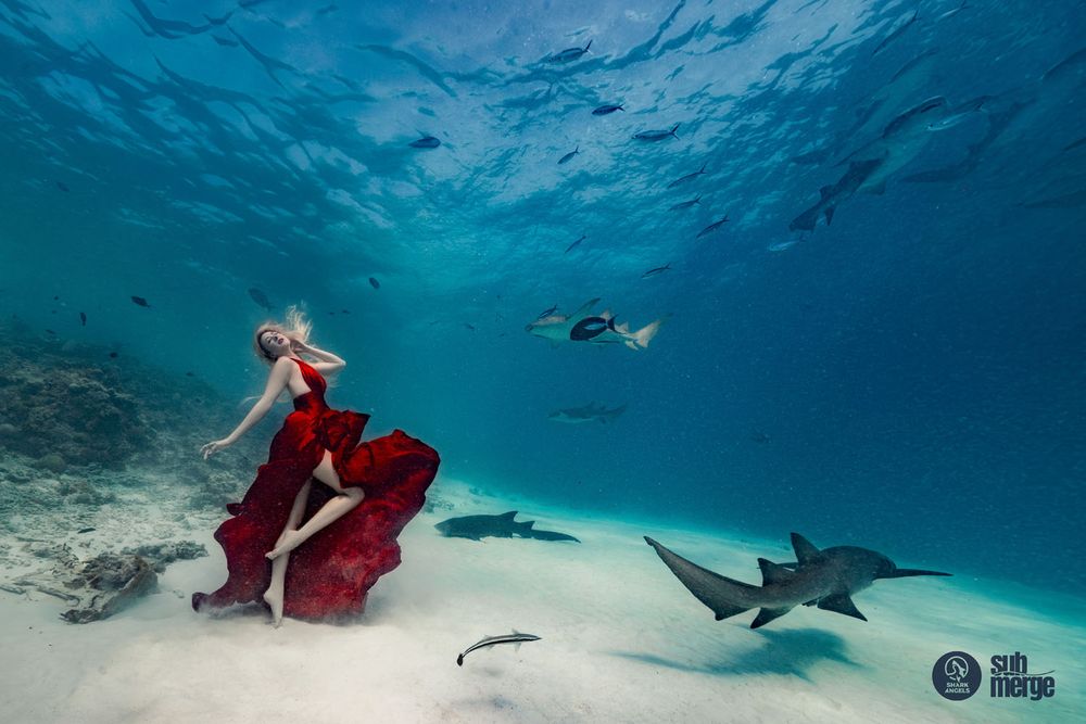 An artistic underwater photograph shows a red dress flowing as sharks glide through blue ocean depths.
