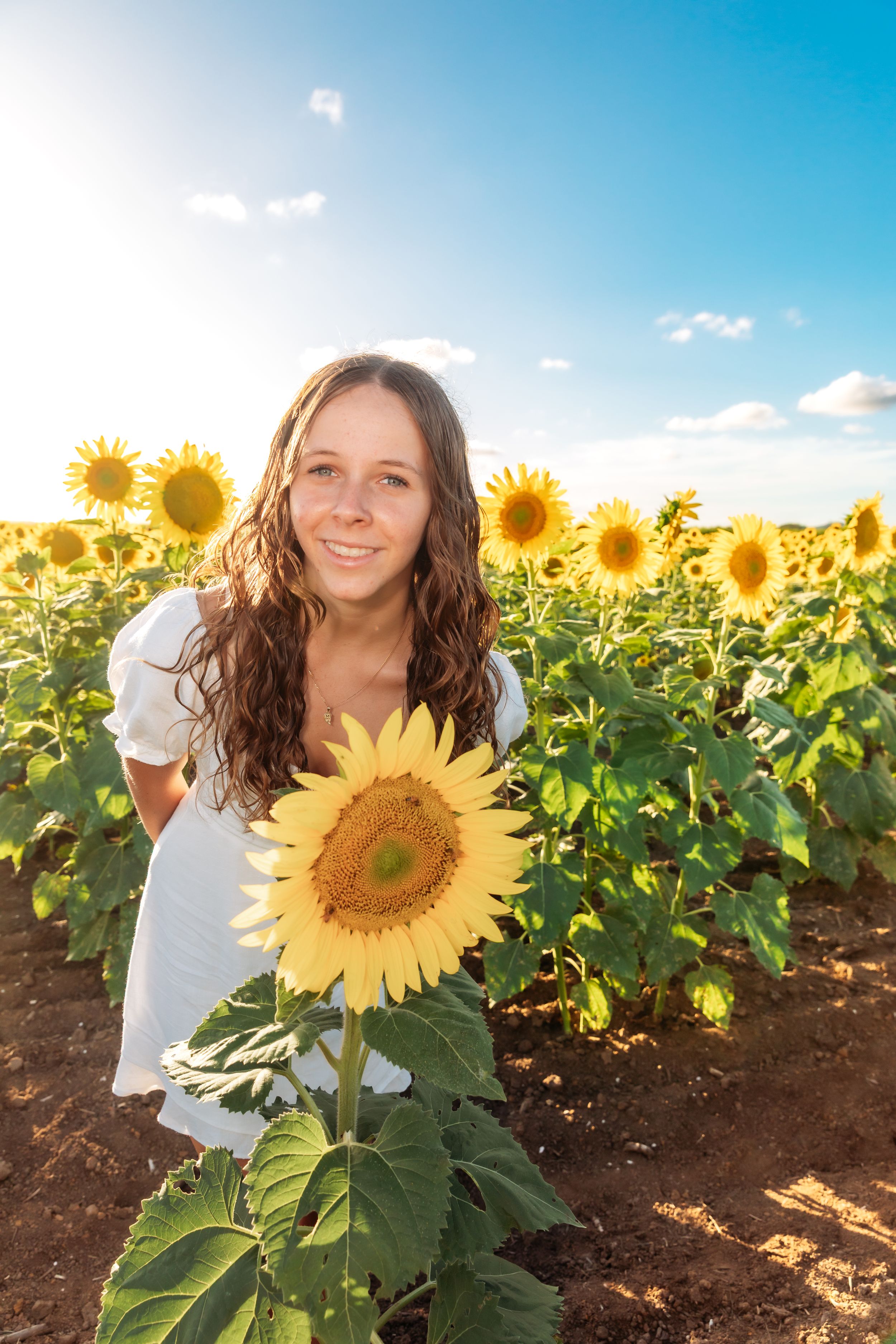 Vibrant sunflower field stretches toward blue sky on sunny day with bright yellow blooms against rich brown soil.