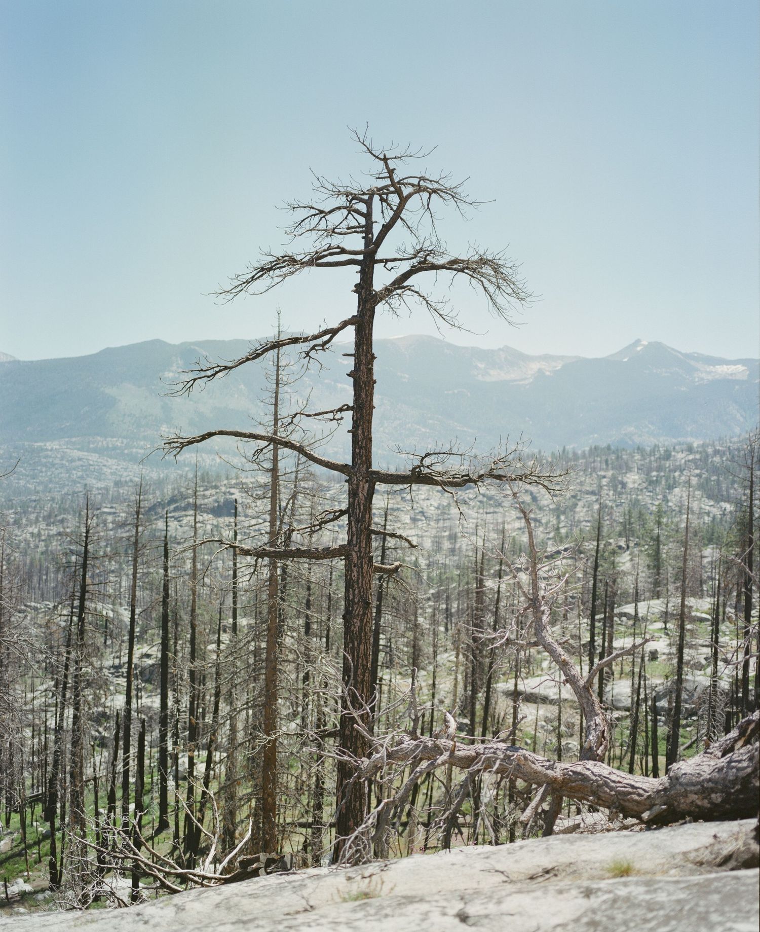 Dead trees stand against a mountainous backdrop showing effects of forest fire damage.