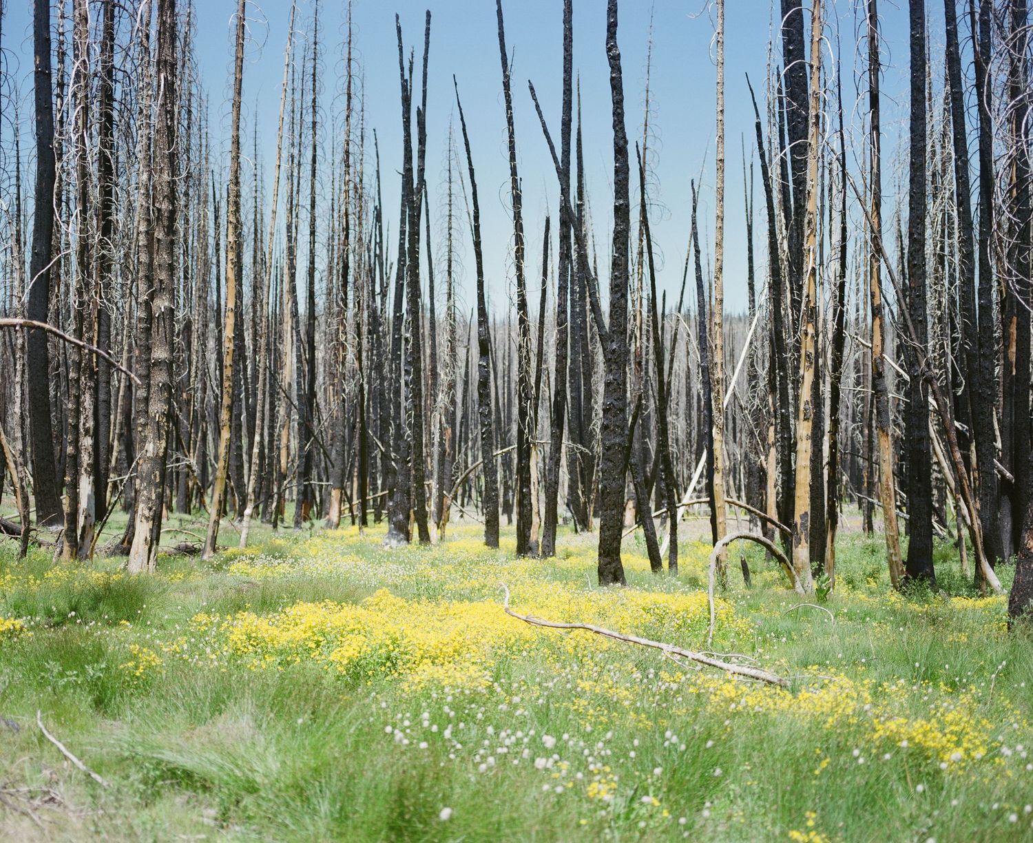 Burnt forest landscape with tall blackened tree trunks and yellow wildflowers blooming below.