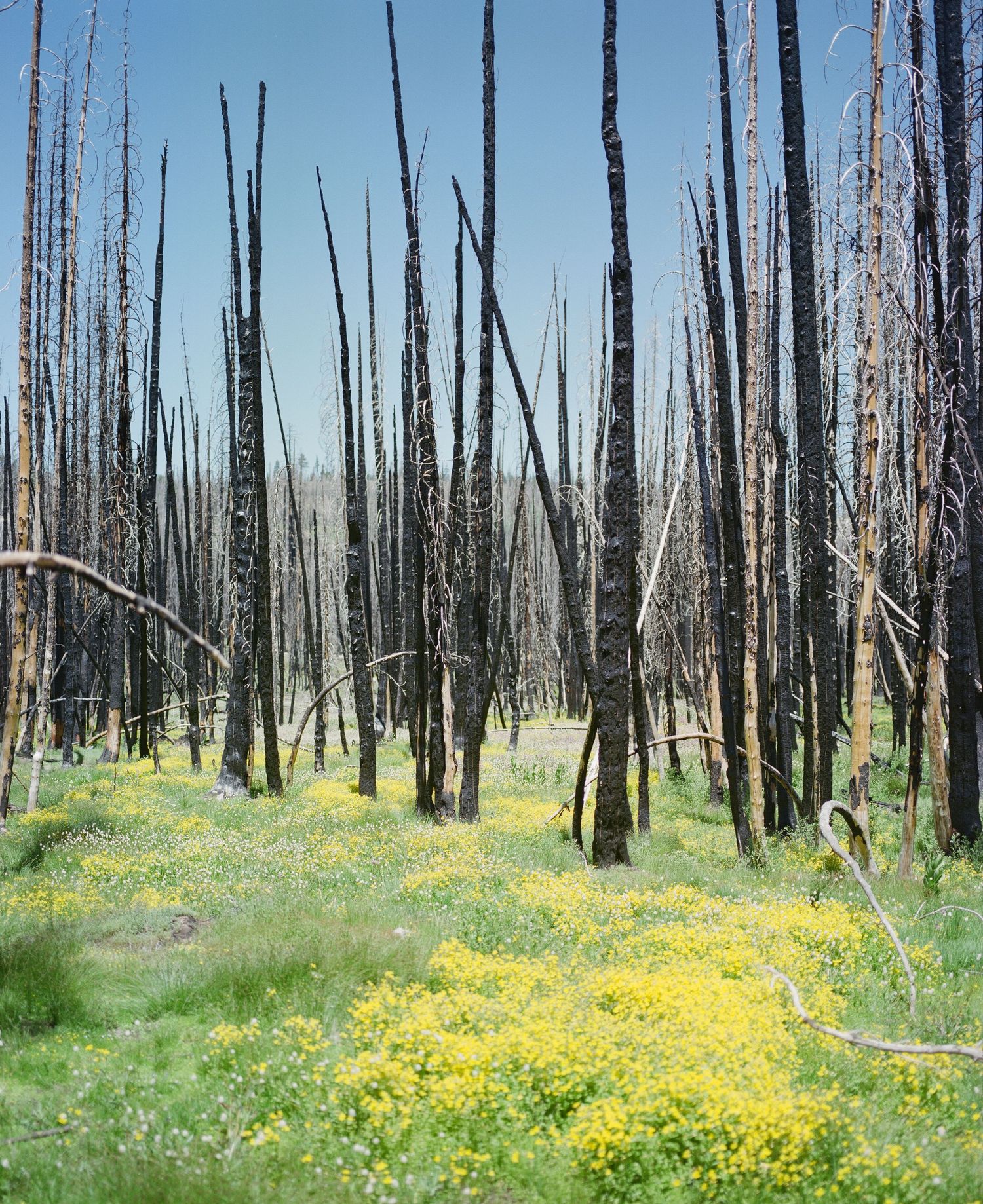 Yellow wildflowers carpet the ground between charred tree trunks in a recovering forest.