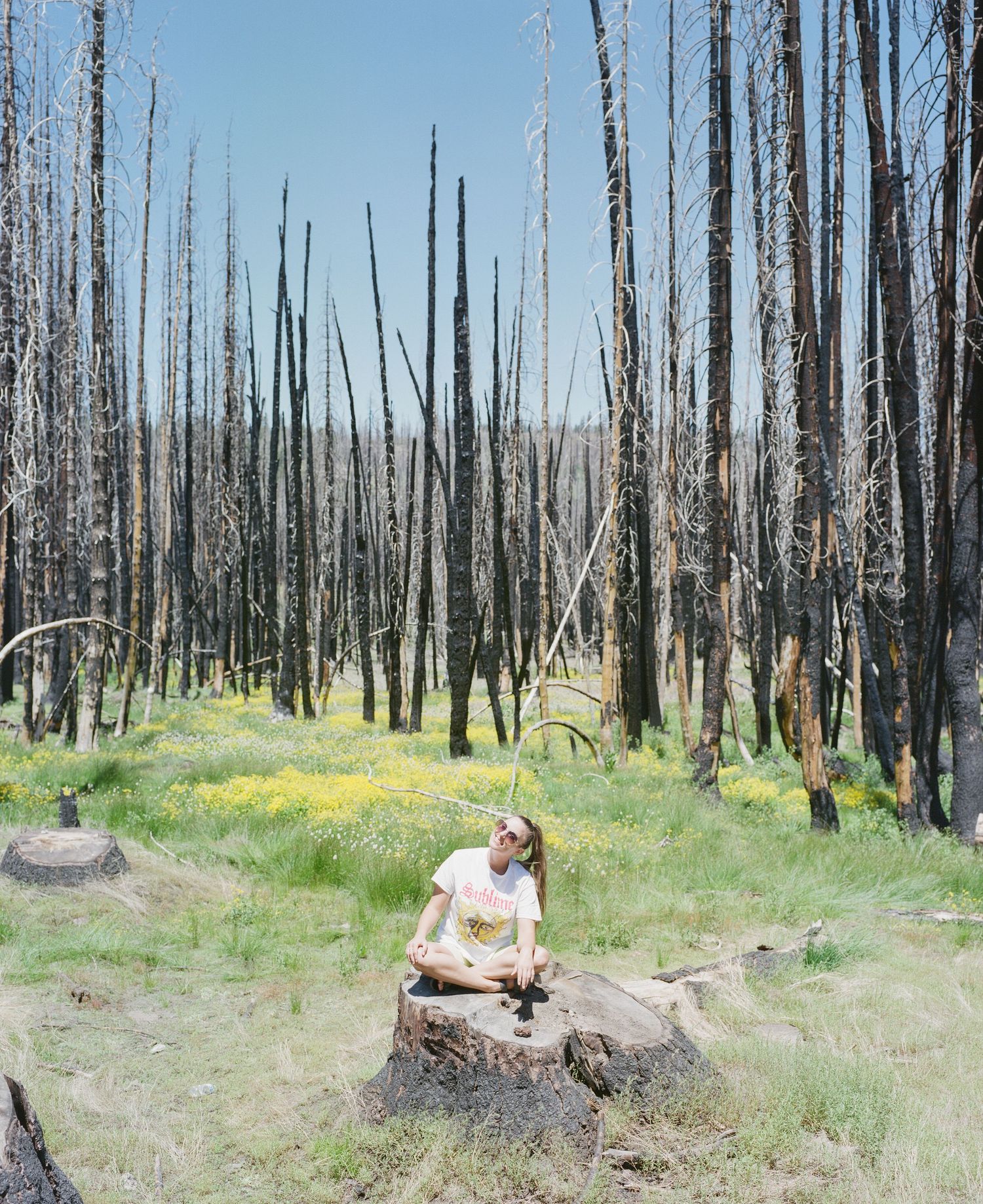 Forest recovery scene showing new growth and wildflowers among burnt trees.