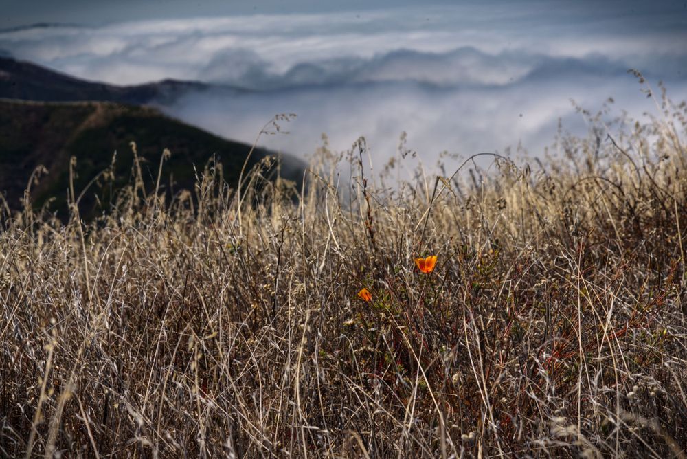 Clouds covering the mountain peak with brush in the foreground.