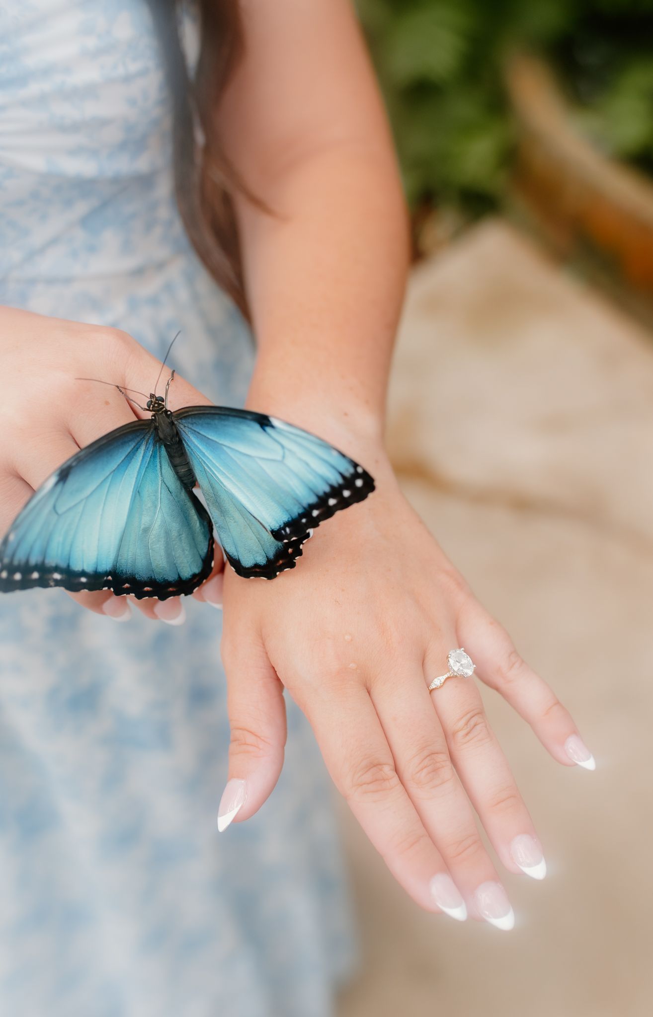 A sequence of photos showing a blue monarch butterfly gradually landing on a well-manicured hand with white nail polish.