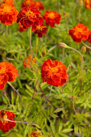 Vibrant orange marigold flowers blooming in garden with detailed petal texture.