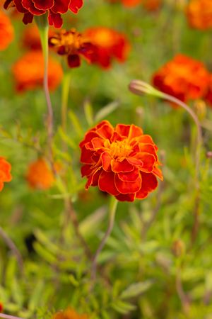 Close-up of orange marigold flower with ruffled petals against blurred garden background.