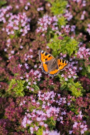 Small tortoiseshell butterfly resting on pink thyme flowers in garden.