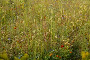 Wild meadow with tall grasses and scattered wildflowers in soft focus.