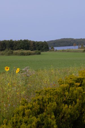 Scenic landscape with yellow wildflowers and lake visible through treeline.