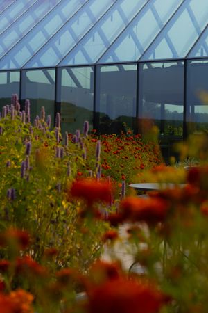 Modern greenhouse structure with red wildflowers blooming in foreground.