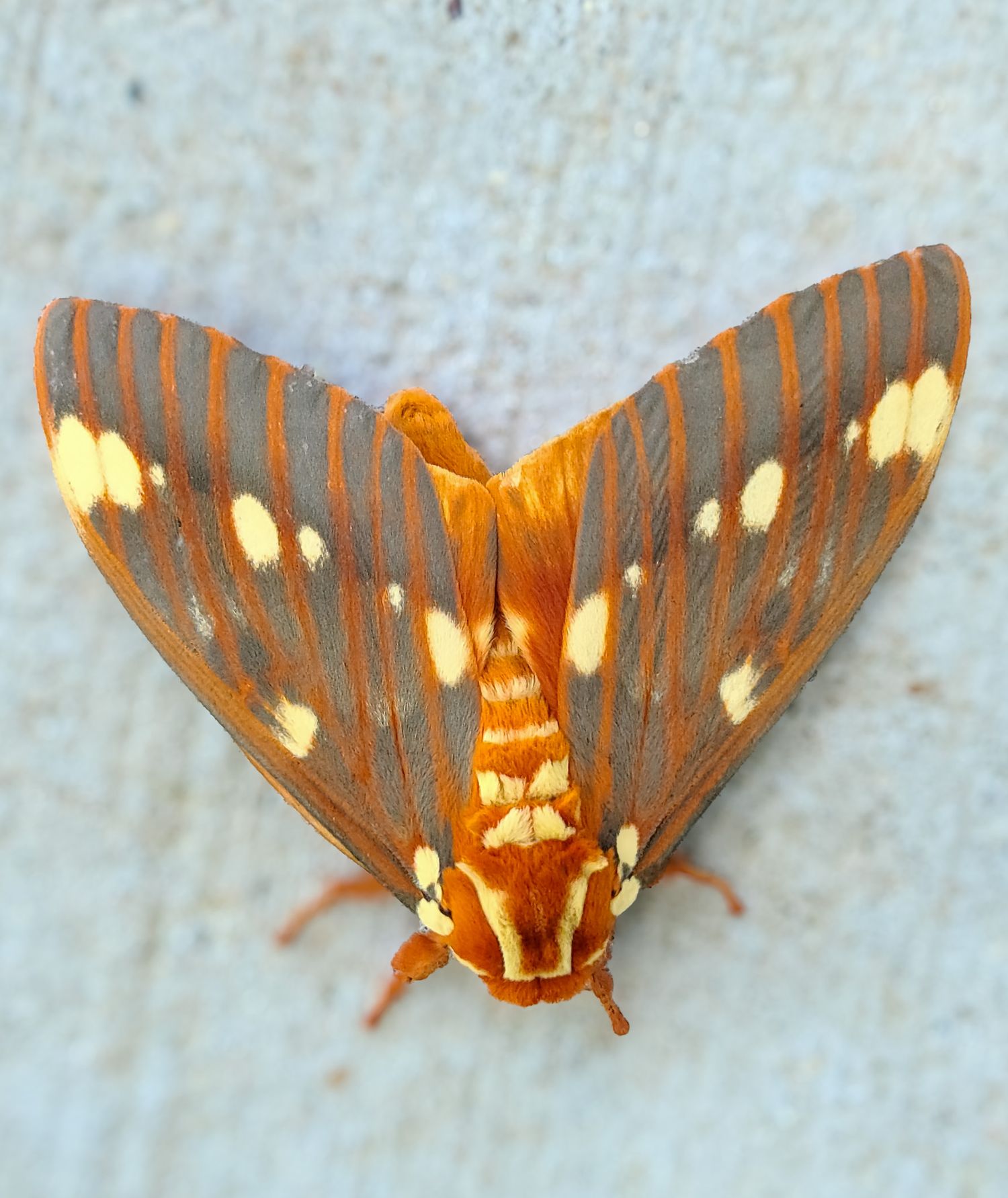 Colorful orange and gray moth with white spots resting on a light surface.