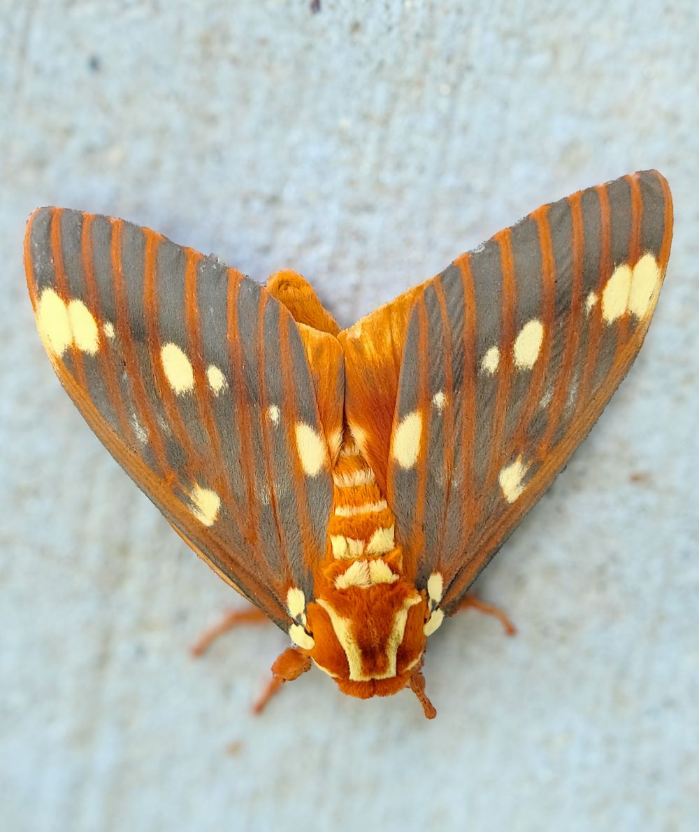 Colorful orange and gray moth with white spots resting on a light surface.