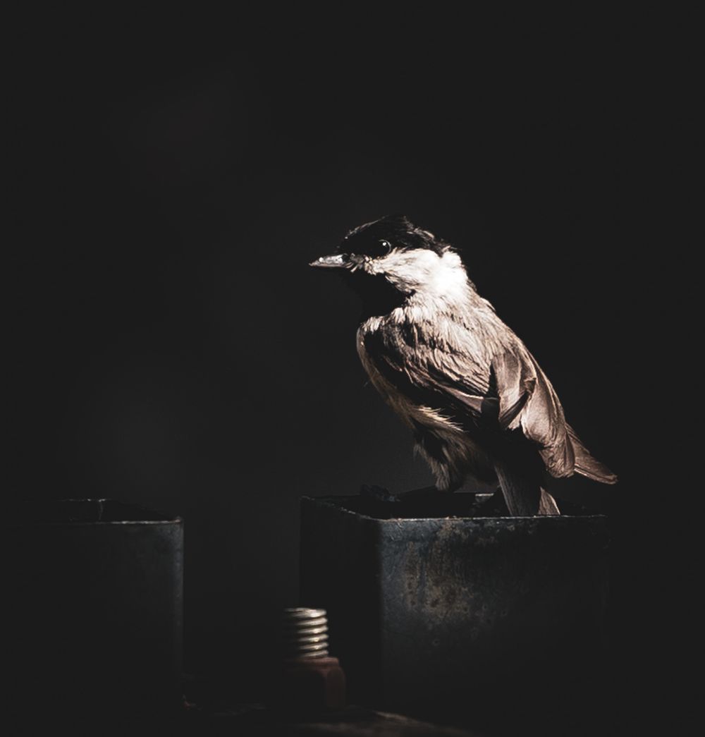 A bird perched on a dark surface illuminated by dramatic lighting against black background.