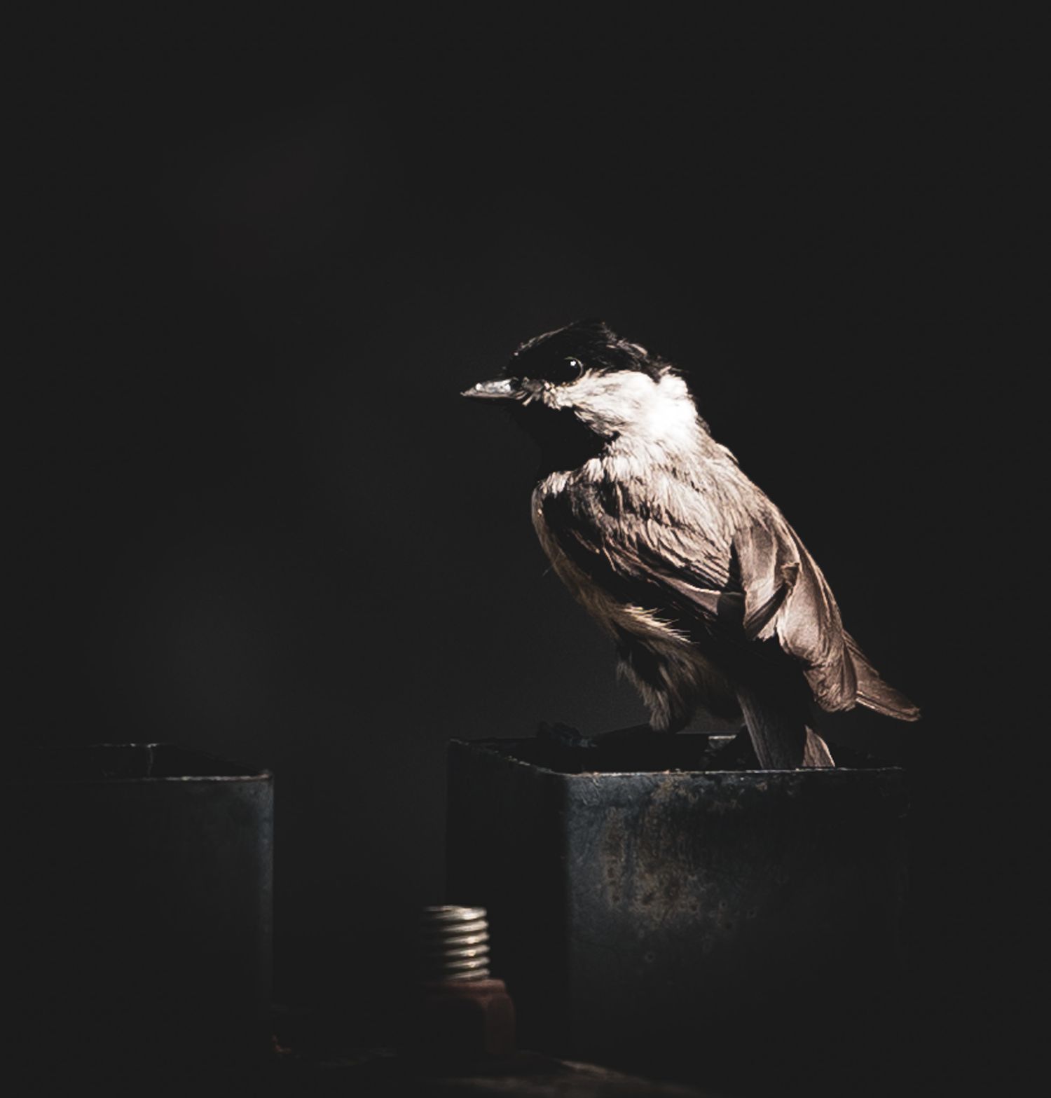 A bird perched on a dark surface illuminated by dramatic lighting against black background.