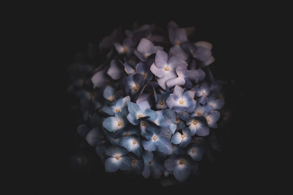 Close-up of blue hydrangea flowers blooming against a dark background.