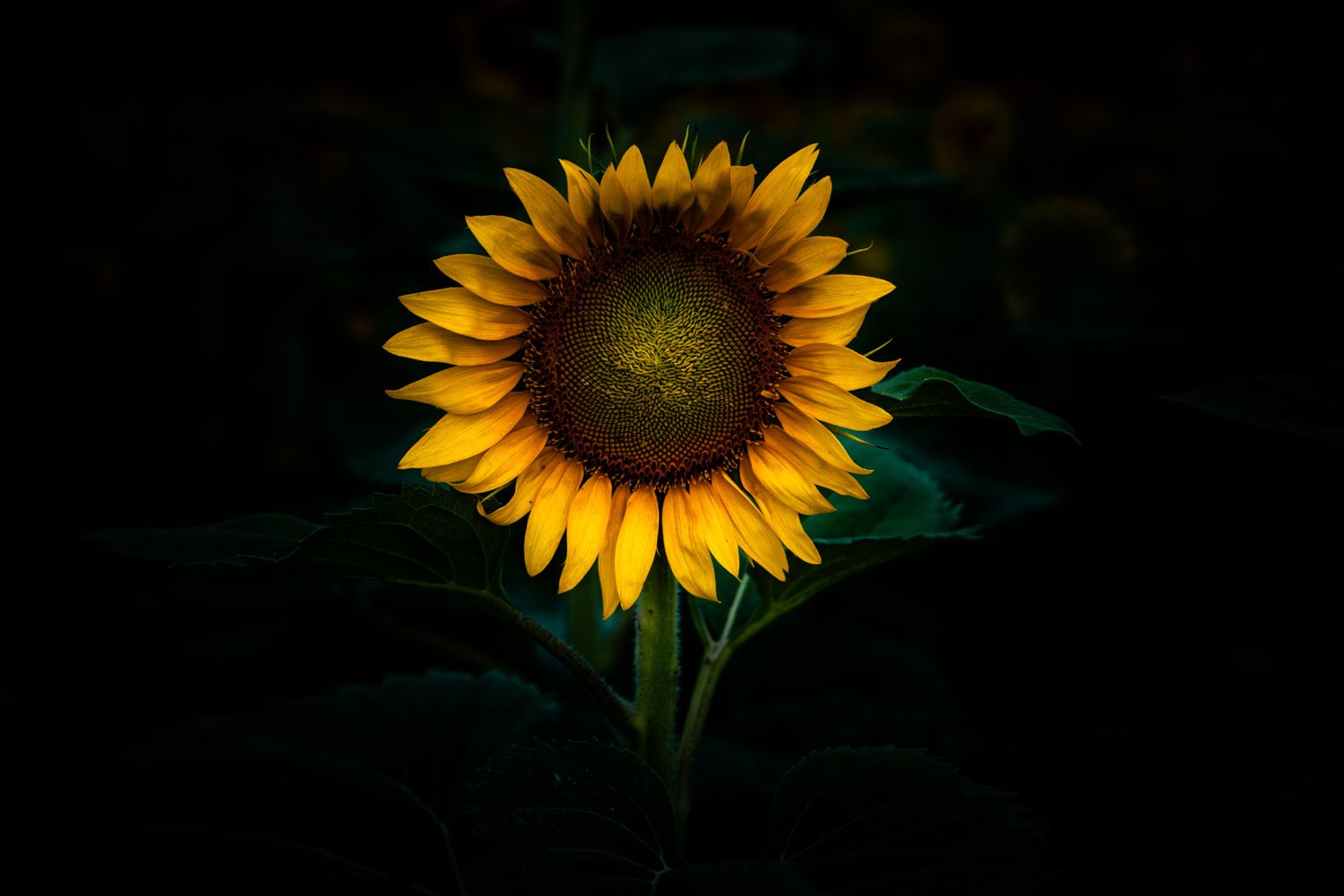 A single vibrant yellow sunflower glows dramatically against a dark black background with green leaves below.