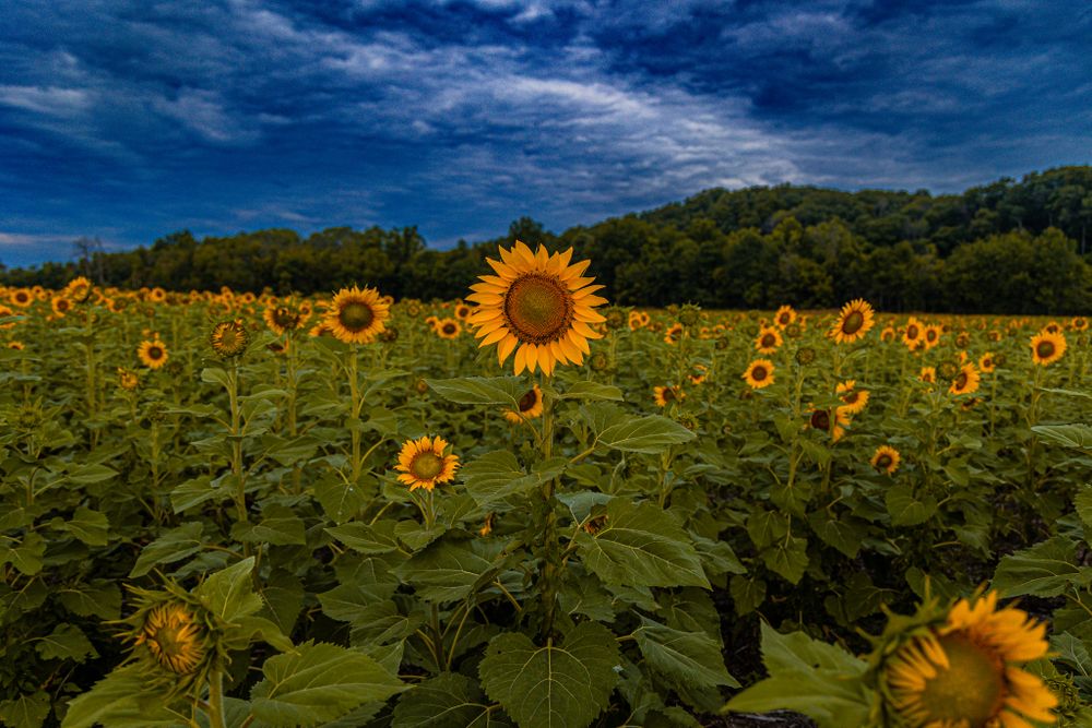 Field of blooming sunflowers under a dramatic blue cloudy sky with trees in the background.