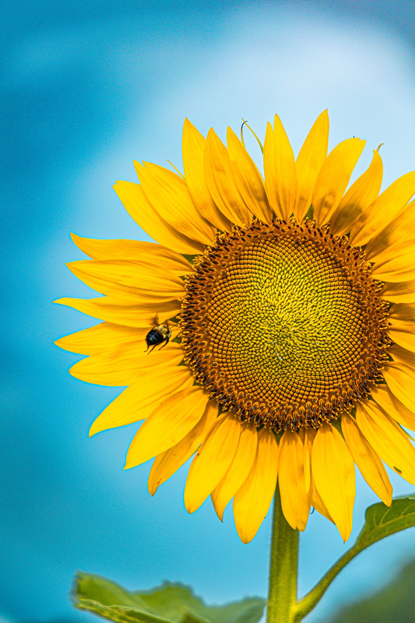 Bright yellow sunflower with a bee in flight against a clear blue sky.
