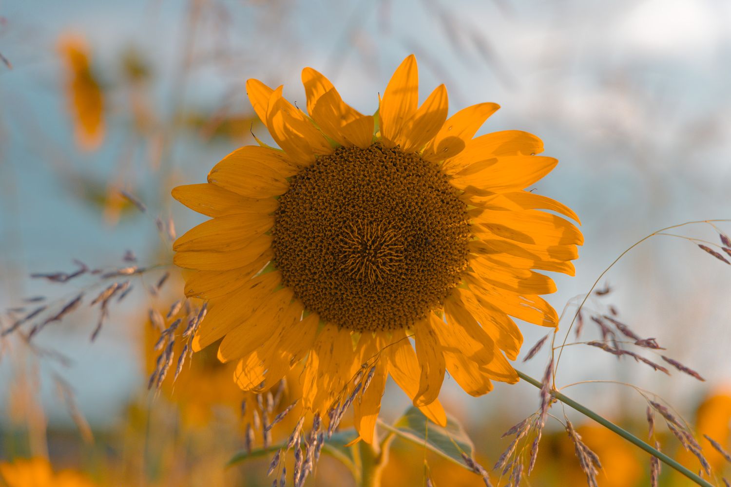 A bright yellow sunflower in full bloom sways among golden grasses under a soft blue sky at sunset.
