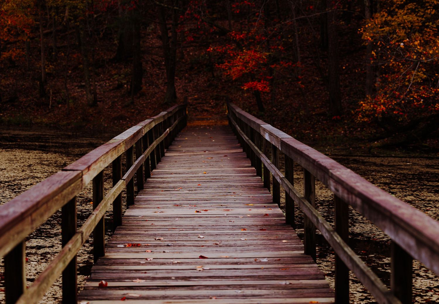 A rustic wooden footbridge leads through a dense forest of vivid red autumn foliage.