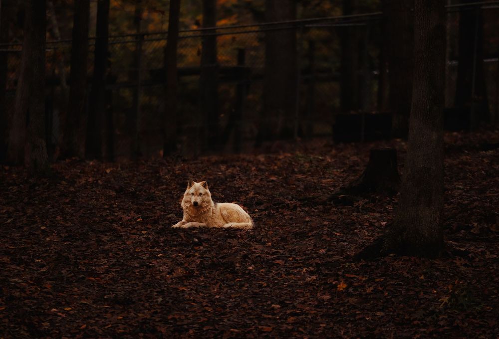 A lone white wolf rests peacefully on a dark forest floor covered in fallen autumn leaves.