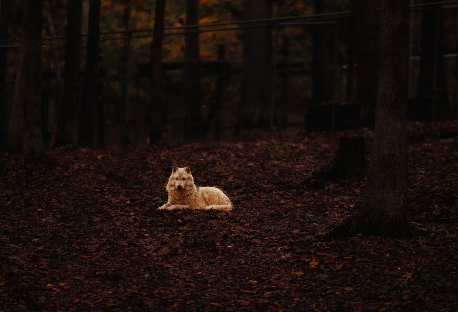 A lone white wolf rests peacefully on a dark forest floor covered in fallen autumn leaves.