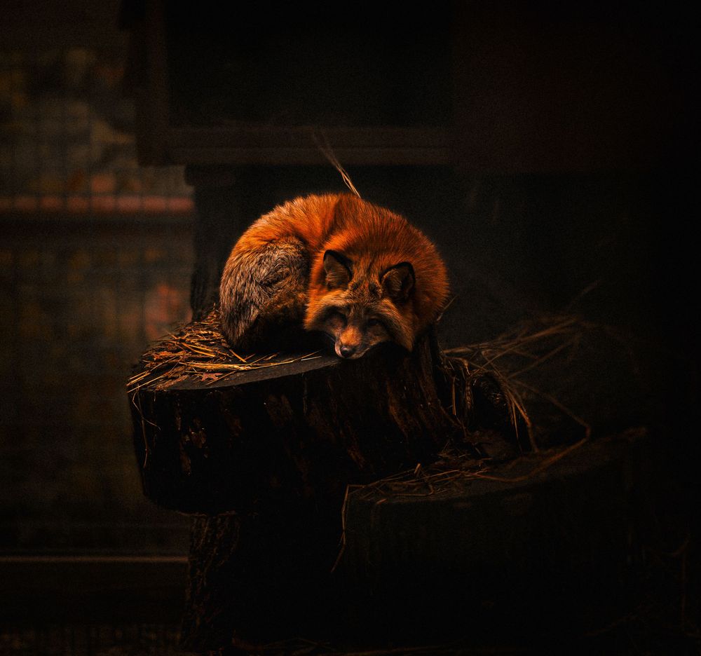A red fox curls up on a mossy tree stump in a dramatically dark and moody setting.
