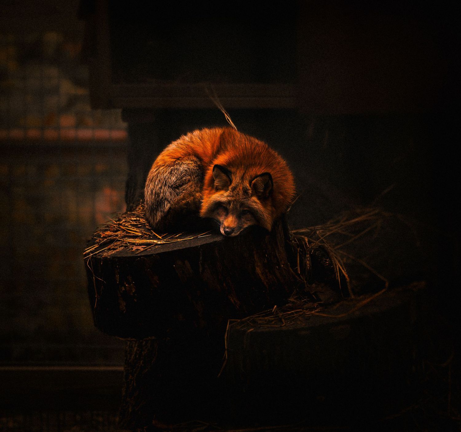 A red fox curls up on a mossy tree stump in a dramatically dark and moody setting.