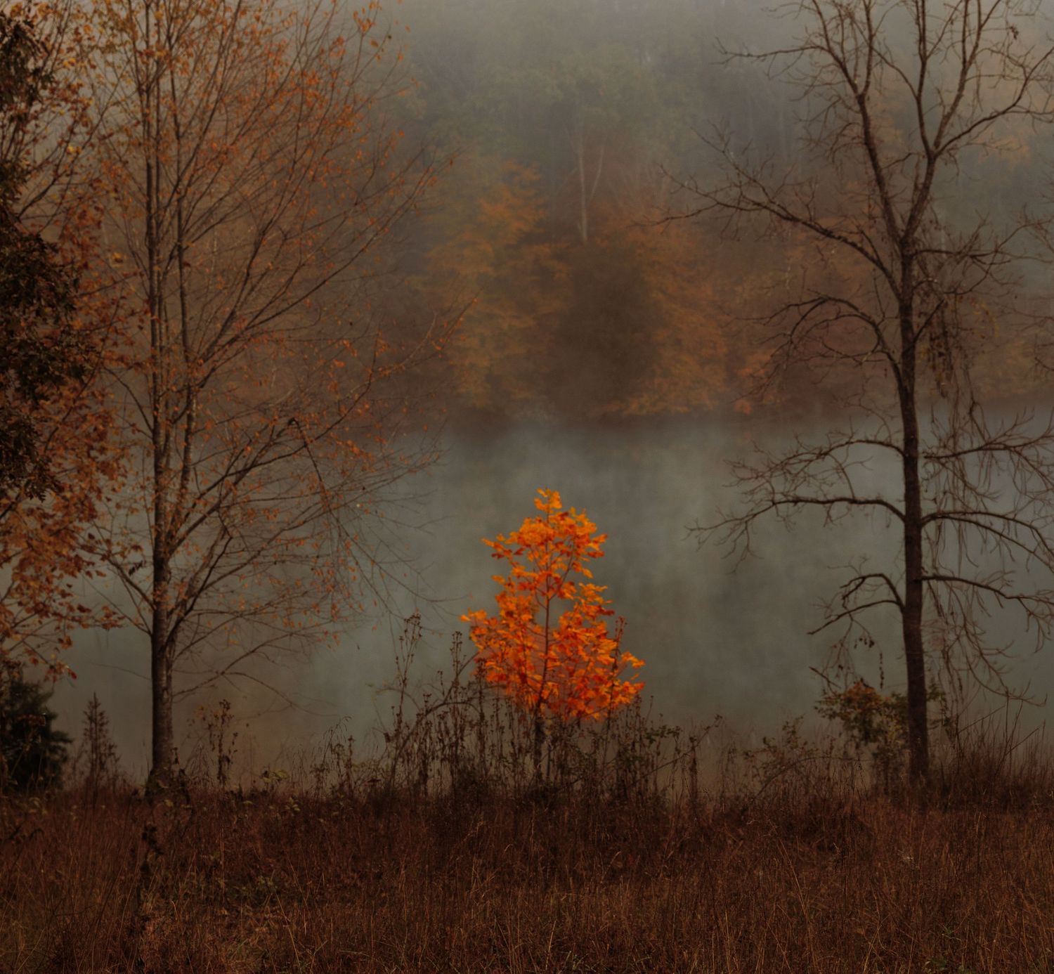 A single vibrant orange autumn tree glows between bare misty trees in a foggy forest.