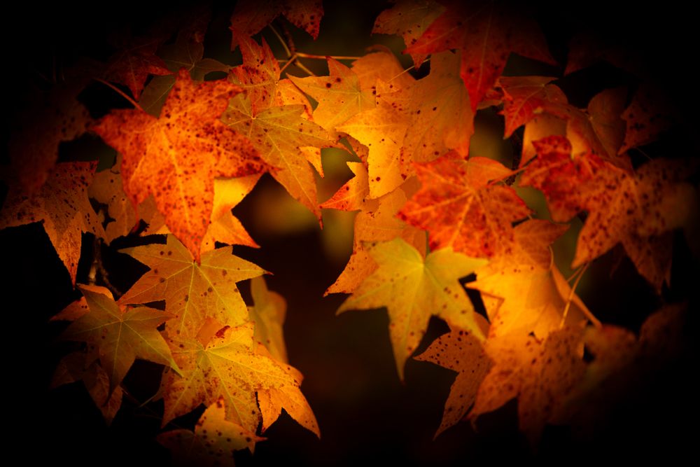 Vibrant autumn maple leaves glowing in shades of orange, red, and yellow against a dark background.