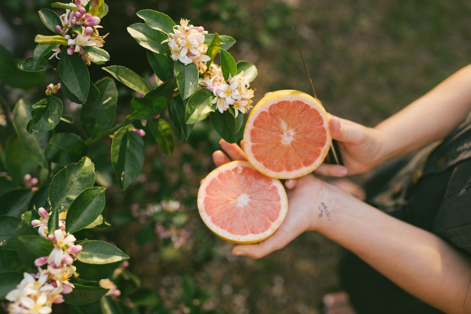 Hands holding halved grapefruit beside blooming white flowers and green leaves.