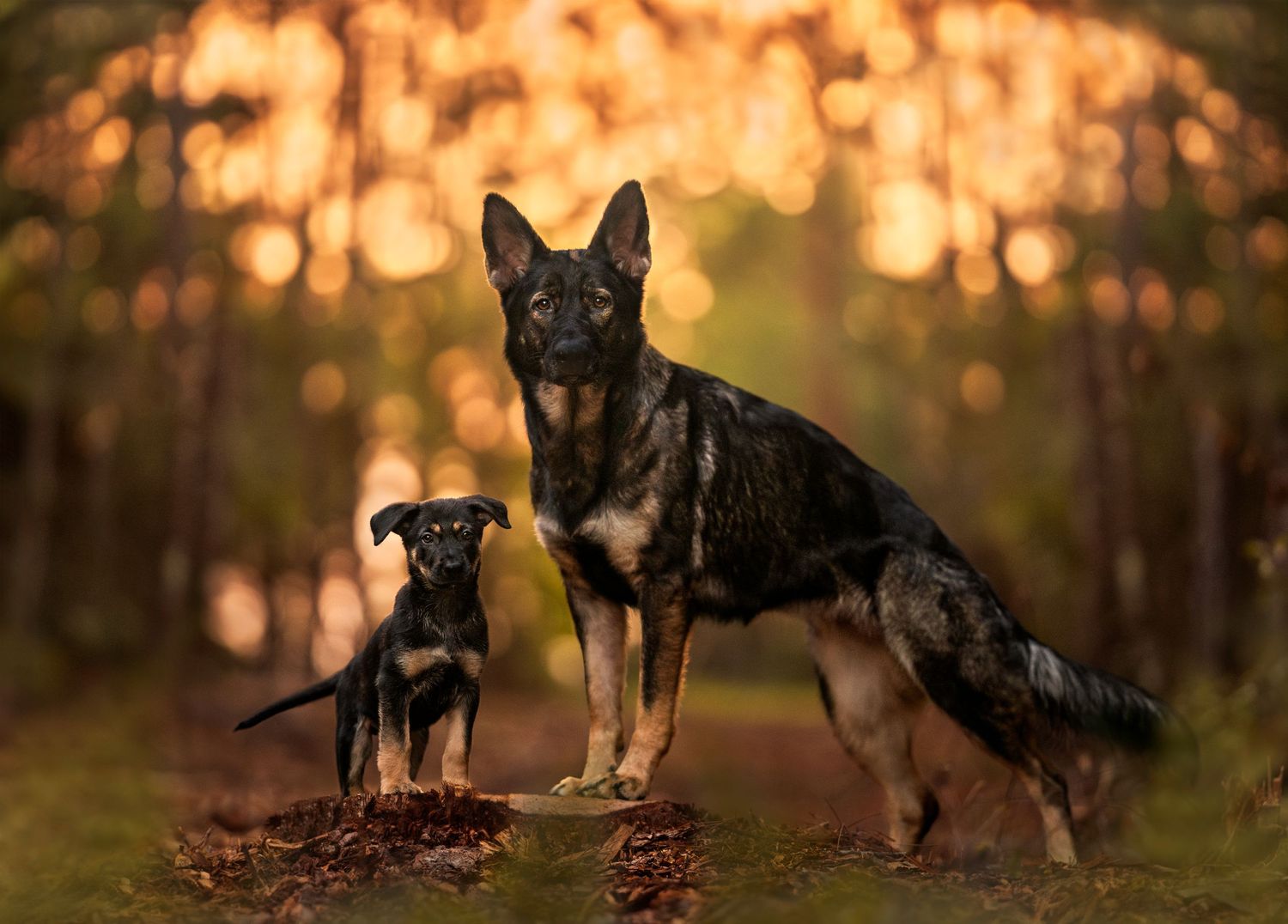 Fine art Pensacola dog photoshoot