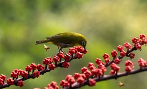 A small yellow bird perches on a vibrant red flowering plant stalk in a garden setting.