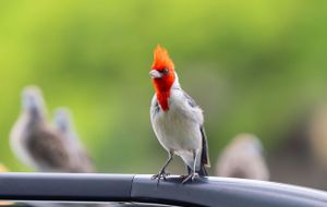Red-crested cardinal bird perched on car with vibrant green background.