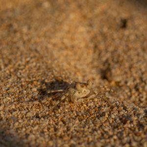 Extreme close-up of textured brown sand grains.