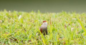 Small bird perched in green grass during golden hour.