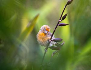 Small birds perched on thin branches against blurred green foliage background.