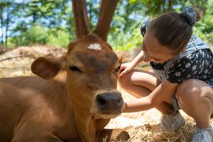Brown cows resting in a sunny green pasture while being petted.